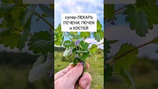 Будра - супер-лекарь почек, печени и костей #травы #лекарственныетравы #травник #дикоросы