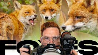 In Search of Mr. Fox - Wildlife Film