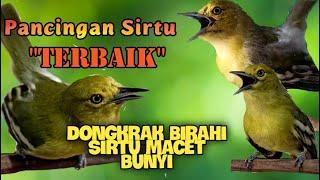 Pancingan Sirtu/Cipoh Agar cepat gacor dan rajin bunyi