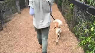 Dingo walks