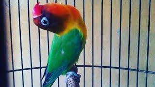 Begini ciri ciri lovebird latah