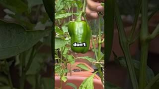 Why Aren’t Bell Peppers Spicy Like Other Peppers? #shorts