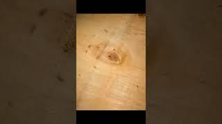 Best veneer best plywood veneer rotary cutting machine with gear roller  nose bar tenderizing fiber