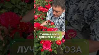 Лучшая роза для вашего цветника  #роза #цветник #саженцы #питомникрастений #клумбы