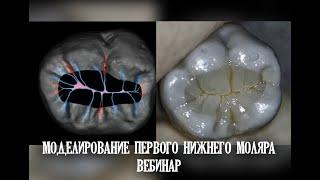 Моделирование первого нижнего моляра. Вебинар