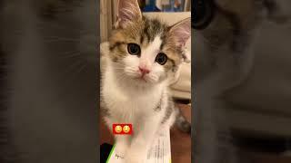 #viral #trending #youtube #tube #fyp #fyptube #dance #viraltube #cats #cat #funny