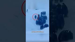 BBC Breaks Rules to Save Penguin’s