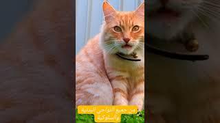 كم سنه تعيش القطط |العناية بالقطط | كم تعيش القطط | أسباب موت القطط | دورة حيات القطط