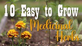 10 Easy to Grow Medicinal Herbs