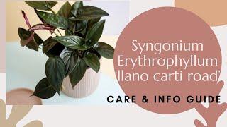 SYNGONIUM ERYTHROPHYLLUM "Llano Carti Road" -- Houseplant Care | Plant of the Day | BLOOMING BEE