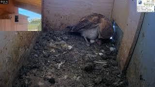 Congrats! 2nd nesting hatched in LIVE Barn Owl/ Pigeon Israel 4K Cam 1