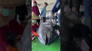 Watch How a 500-Pound Giant Bluefin Tuna Gets Prepped Like a Masterpiece #BluefinTuna #黑鮪魚
