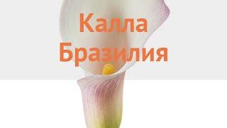 Калла обыкновенная Бразилия (calla brasilia)  Бразилия обзор: как сажать, луковицы каллы Бразилия