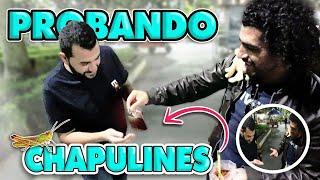 Un ARABE probando CHAPULINES  por primera vez!!