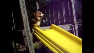 doggy slides on command
