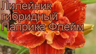 Лилейник гибридный Паприка Флейм (hemerocallis)  обзор: как сажать, рассада лилейника Паприка Флейм