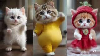  Cat videos funny dance Videos forcatsv#funnycats #dancingcat #catlovers