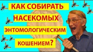 ЯК ЗБІРАТИ КОМАХ САЧКОМ? Entomological Equipment. How to Collect Insects by Sweeping Net? ENTOMOLOGY