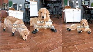 My Dog Tries on Dog Boots for the First Time Ever