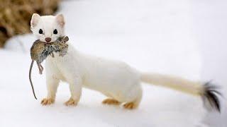 The Stoat - a fearless acrobat and rabbit hunter! Interesting facts about Stoats