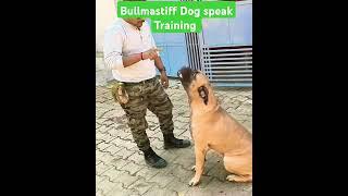 Bullmastiff Dog speak Training #episode #54 #bullmastiff #shorts