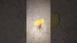 Cricket eats potato chip