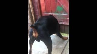 Angry Doberman