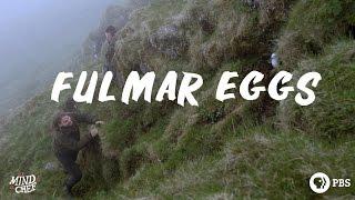 Magnus Nilsson Gathers His First Fulmar Egg