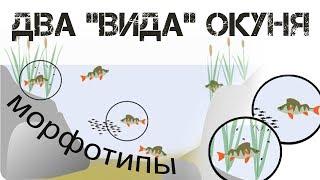 Два "вида" окуня. Морфотипы