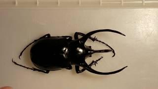 Mounting a HUGE Beetle! -Ryan Bridge