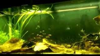 Silver tip Tetras [moved to Home Sick]