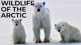 World of the Wild | Episode 4:  The Arctic | Free Documentary Nature