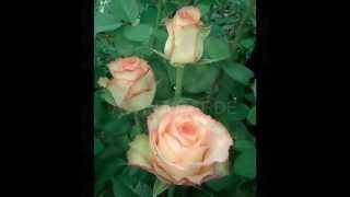 ECUADORIAN ROSES, ROSES ECUADOR FARM, FRESH ROSES ECUADOR