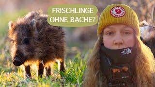 Wildschwein Frischlinge ohne Bache unterwegs?