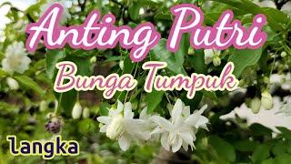 Bonsai langka Anting Putri bunga tumpuk milik Sang Alang Tophan Ganeas Sumedang | Video pendek