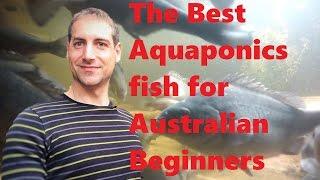 The best Aquaponics fish for Australian beginners!