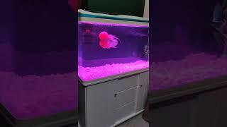 My 3.5 years old SRD flowerhorn fish with updated tank