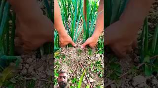 Harvesting Welsh onion: A flavorful perennial used in Asian dishes, featuring hollow green stems
