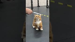 假期第二天太充实啦！！！ #这个世界不能没有小猫 #这小猫谁养谁不迷糊啊 #我镜头下的小猫 #情绪好稳定的小猫 #有镜头感的小猫