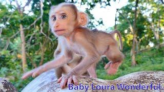The Most Awesome of All...It Much Worth To Watch Beloved Loura Monkey Growing Up Step by Step Daily