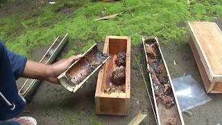 Transferring NEST Trigona bee to hive how to move trigona honey bee colonies