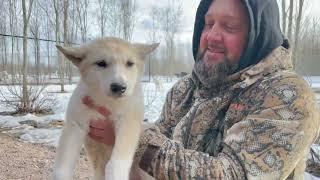 Прибыли новые ВОЛЭНДЫ в парк Волков  Прогулка с Луей и Алитой  в лесу.