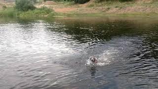 Swimming Italian greyhound Esenin