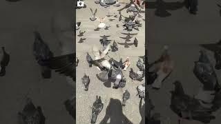 Behind the Scenes Russian Pigeons in Slow Motion| Filming Near the Kremlin Luxury Hotel Lotto Moscow