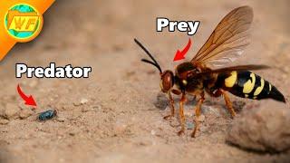 Tiny Fly TAKES ON Giant Wasp!