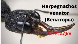 Муравьи Harpegnathos venator. Распаковка. Пересадка в формикарий.