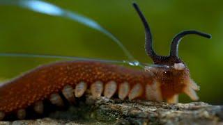 A strange worm armed with two guns with adhesive thread.