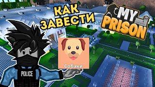 Как Завести собаку в Моя тюрьма Роблокс My Prison Чейз Play