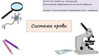 Гистология. Глинкина В.В. РНИМУ им. Н.И.Пирогова (8 тема)