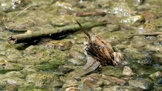 #Футаж птица воробей купается ◄4K•HD► #Footage bird sparrow swimming